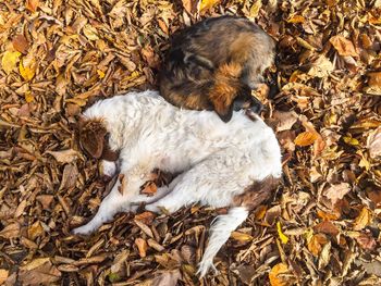 High angle view of dog lying down during autumn