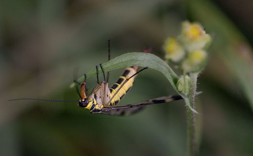 Close-up of insect on plant