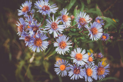 Close-up of pink flowers growing outdoors