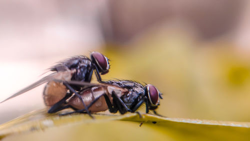 Macro shot of an insect