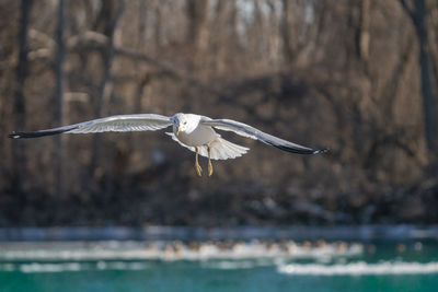 Seagull flying over sea