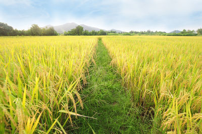 Scenic view of field against sky