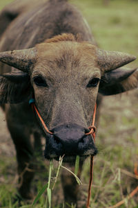 Close-up portrait of a horse on field