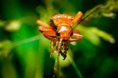 Close-up of insect on plant