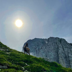 Horse standing in a field