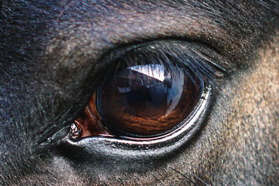 Cropped portrait of horse