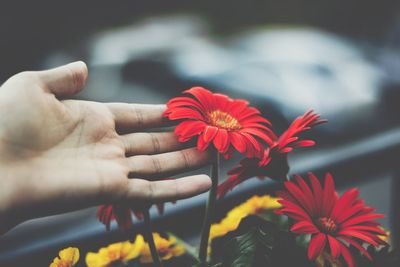 Close-up of hand holding flowers