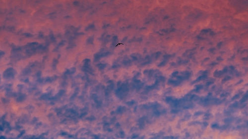 Low angle view of bird flying against orange sky