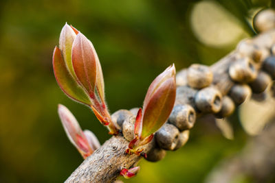 Close-up of flower buds growing on tree