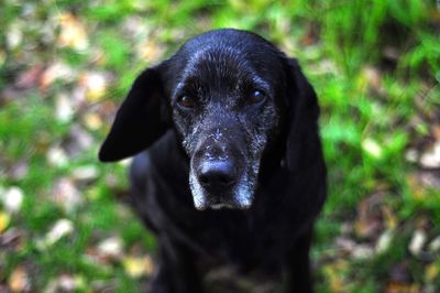 Close-up portrait of black dog on field