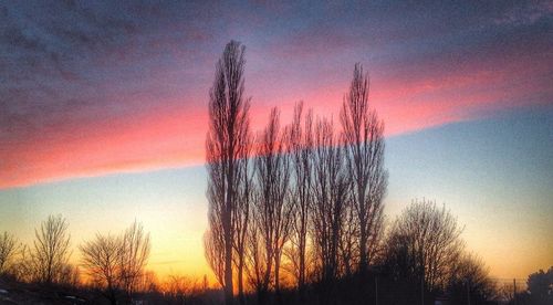 Silhouette of trees at sunset