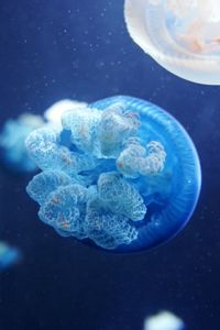 Close-up of jellyfish against blue background