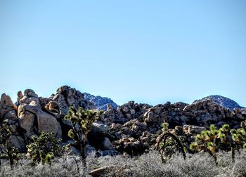 Trees by rocks against clear sky