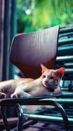Close-up of cat sitting on chair