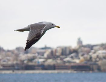 Seagull flying in sky