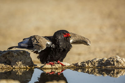 Bateleur Eagle