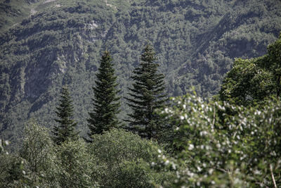 High angle view of pine trees in forest