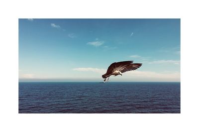 Bird flying over sea against sky