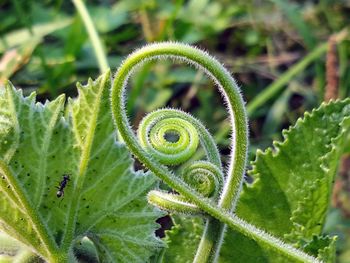 Close-up of fern plant