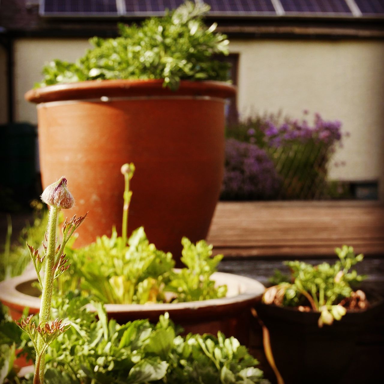 CLOSE-UP OF POTTED PLANT