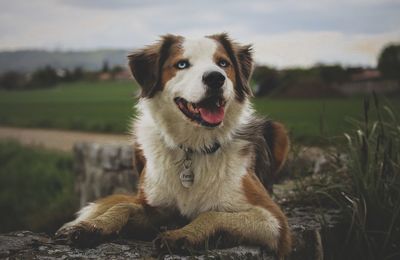 Portrait of dog sitting on retaining wall