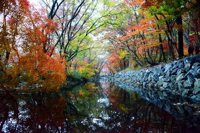 Scenic view of trees against sky during autumn