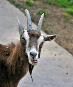 Portrait of goat standing outdoors