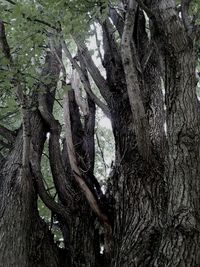 Low angle view of trees