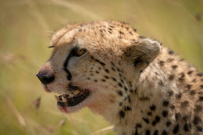 Close-up of a cat