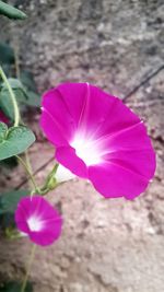 Close-up of pink flowers