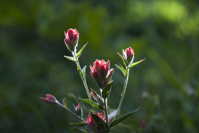 Close-up of red flowering plant