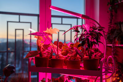 Collection of potted plants on shelf beneath glow of grow lights. specialised led pink phyto lamps