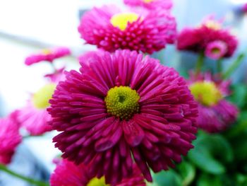 Close-up of pink flowers