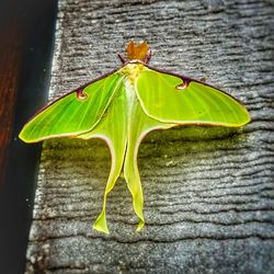 Close-up of insect on leaf