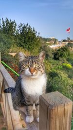 Close-up of cat sitting on wood against clear sky