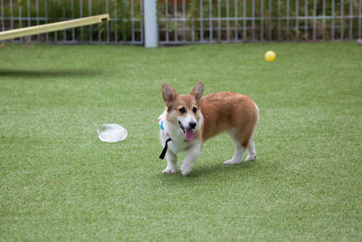 Portrait of dog playing with ball on grass