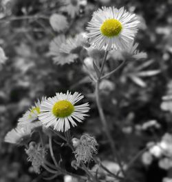 Close-up of daisy flowers