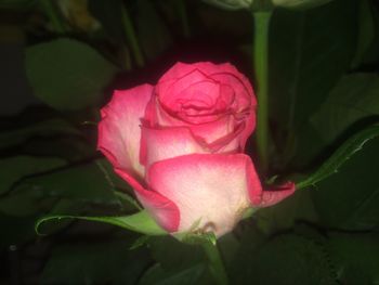 Close-up of pink rose