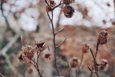 Close-up of dry flowers on tree