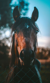 Close-up portrait of a horse