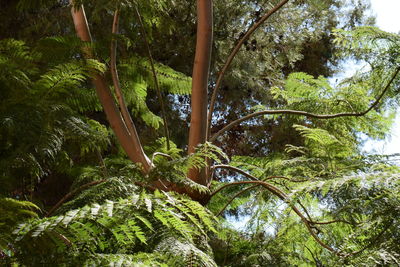 Low angle view of trees in forest