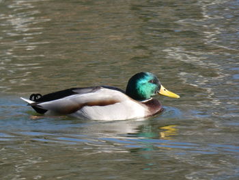 Duck swimming in lake