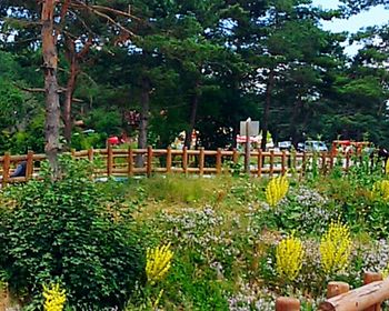 Plants growing in a park