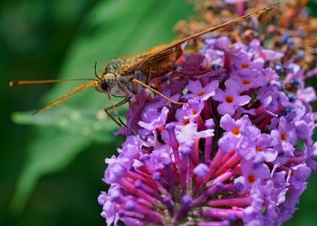 Close-up of insect on flower