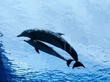 View of fish swimming in sea