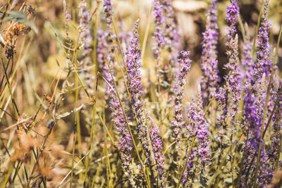 Close-up of purple flowering plants on field