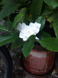 Close-up of white flowering plant