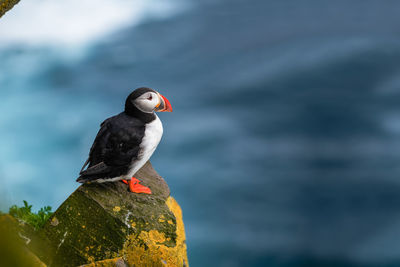 Close-up of bird perching on rock