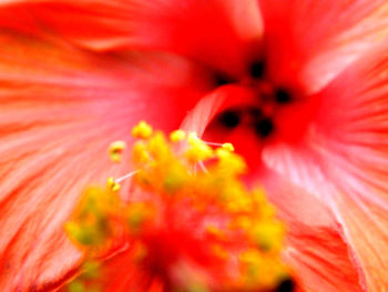 Macro shot of red hibiscus blooming outdoors