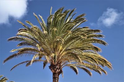 Low angle view of palm tree against blue sky